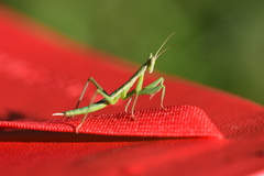 Apteromantis aptera