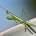 Iberian Mantis - Photo (c) Axel Gosseries, some rights reserved (CC BY-NC), uploaded by Axel Gosseries