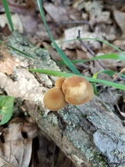 Simocybe serrulata
