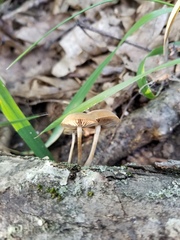 Simocybe serrulata