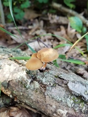 Simocybe serrulata
