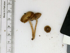 Simocybe serrulata