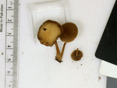 Simocybe serrulata