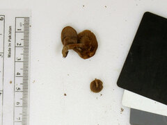 Simocybe serrulata