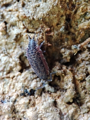 Porcellionides cingendus