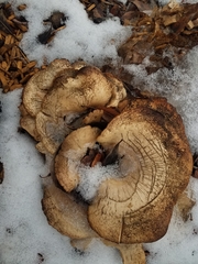Pleurotus ostreatus