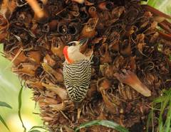 Melanerpes superciliaris