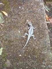 Polychrus acutirostris