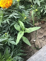 Asclepias curassavica