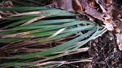 Carex pendula