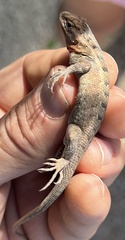 Sceloporus squamosus