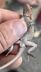 Sceloporus squamosus