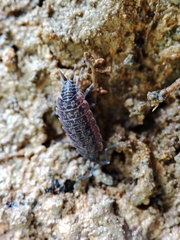 Porcellionides cingendus