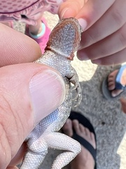 Sceloporus squamosus