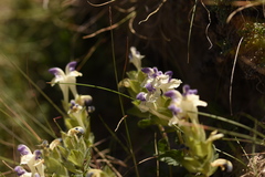 Scutellaria oligodonta
