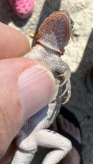 Sceloporus squamosus