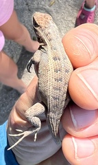 Sceloporus squamosus
