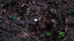 Helix pomatia