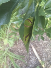 Papilio demodocus demodocus
