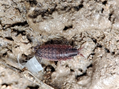 Porcellionides cingendus