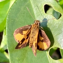 Pardaleodes edipus