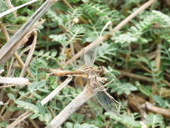 Erythrodiplax corallina