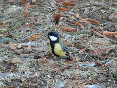 Parus major