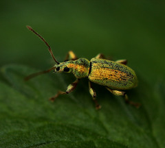 Phyllobius argentatus
