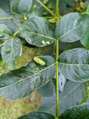 Aceria erinea
