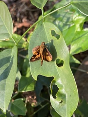 Pardaleodes edipus