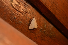 Scolecocampa