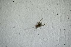 Gryllomorpha dalmatina