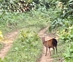 Cephalophorus callipygus