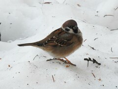 Passer montanus