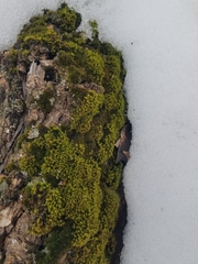 Ulota crispa