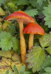 Hygrocybe constrictospora