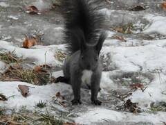 Sciurus vulgaris altaicus