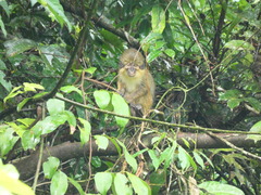 Miopithecus ogouensis