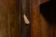 Scolecocampa
