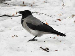 Corvus cornix
