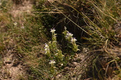 Scutellaria oligodonta
