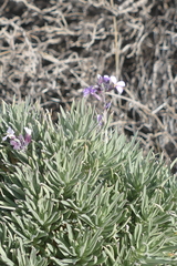 Erysimum scoparium