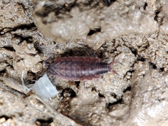 Porcellionides cingendus