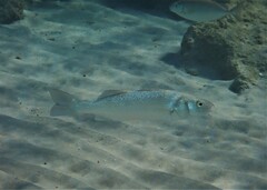 Dicentrarchus labrax