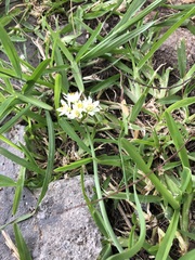 Nothoscordum gracile
