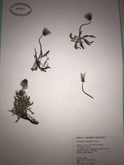 Taraxacum ceratophorum