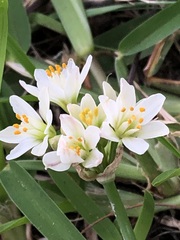 Nothoscordum gracile