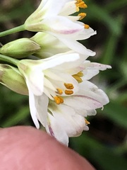 Nothoscordum gracile
