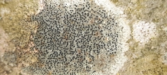 Lecidella elaeochroma