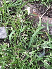 Nothoscordum gracile